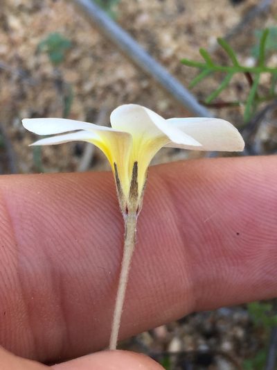 Oxalis gracilipes, photographed by Brian du Preez