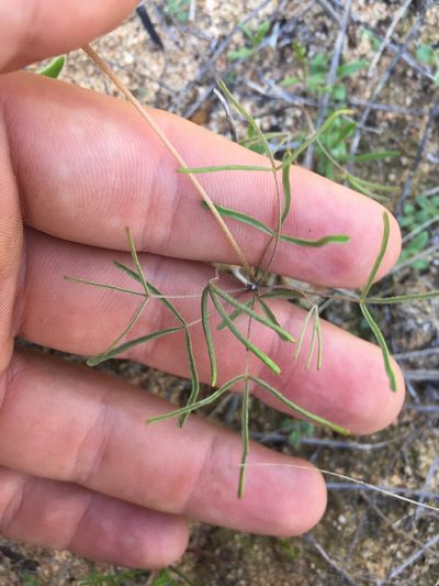 Oxalis gracilipes, photographed by Brian du Preez