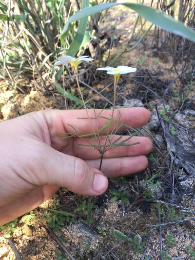 Oxalis gracilipes, photographed by Brian du Preez