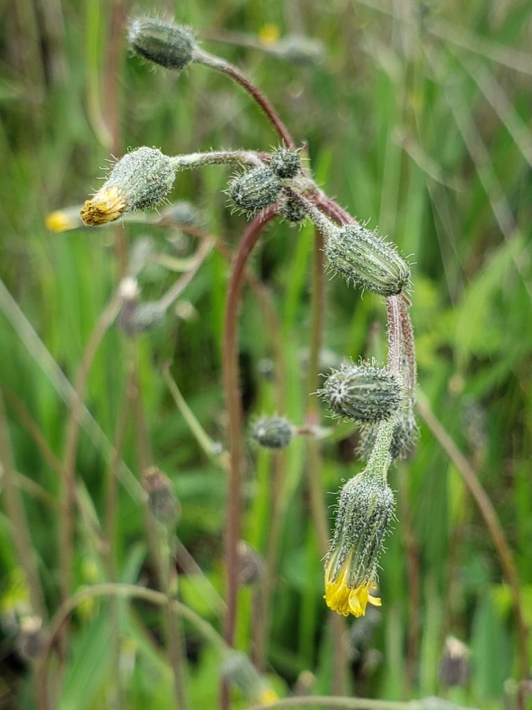 Hieracium schultzii, photographed by Ignacio Torres-García
