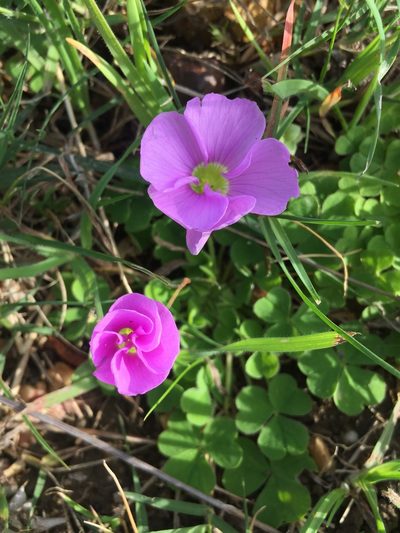 Oxalis zeekoevleyensis, photographed by Brian du Preez