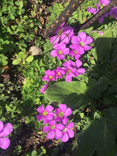 Oxalis zeekoevleyensis, photographed by Brian du Preez