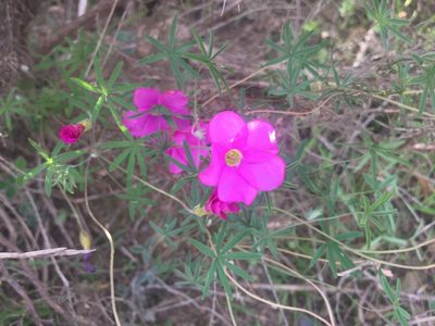 Oxalis engleriana, photographed by Brian du Preez
