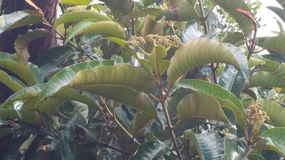 Harungana madagascariensis, photographed by Stuart Cable
