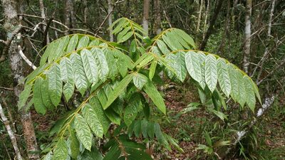 Cnestis polyphylla