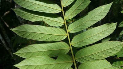Cnestis polyphylla, photographed by Stuart Cable