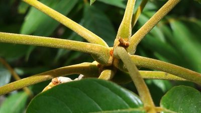 Cnestis polyphylla, photographed by Stuart Cable