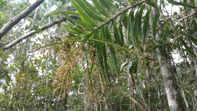 Dracaena reflexa, photographed by Stuart Cable
