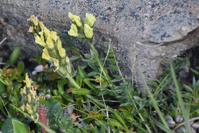 Oxytropis maydelliana, photographed by Syd Cannings