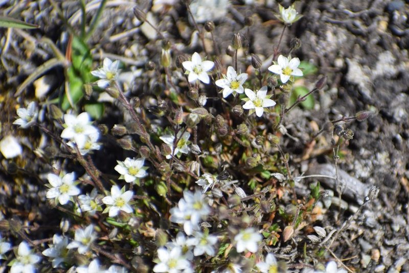Sabulina rubella, photographed by Syd Cannings