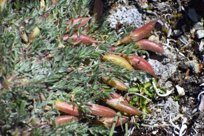 Oxytropis nigrescens, photographed by Syd Cannings