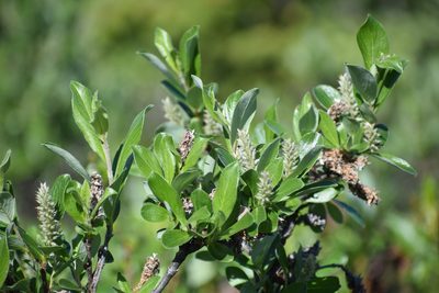 Salix glauca, photographed by Syd Cannings