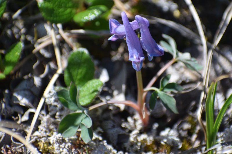 Corydalis pauciflora, photographed by Syd Cannings