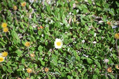 Dryas ajanensis, photographed by Syd Cannings