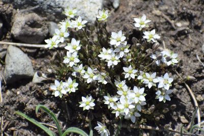 Sabulina rubella, photographed by Syd Cannings
