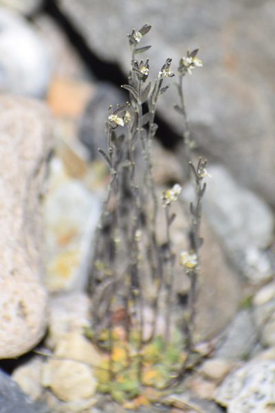 Draba cana, photographed by Syd Cannings