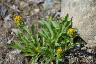 Solidago multiradiata, photographed by Syd Cannings
