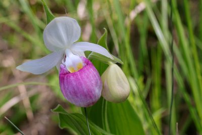 Cypripedium reginae, photographed by Carol Ann Vermeer