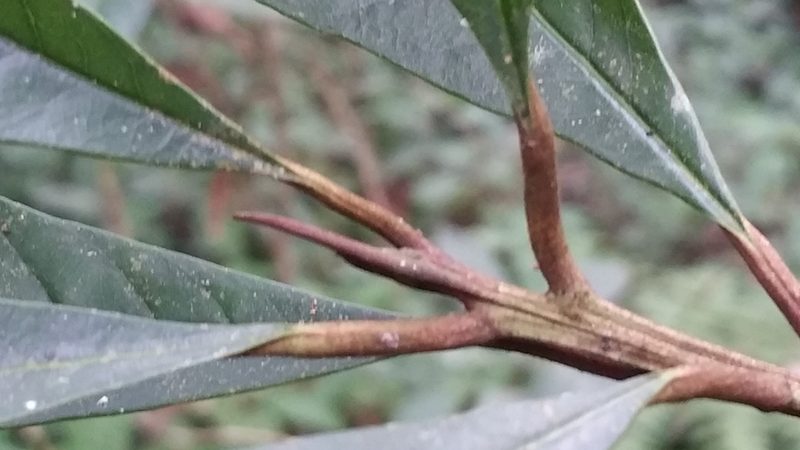 Gambeya boiviniana, photographed by Stuart Cable