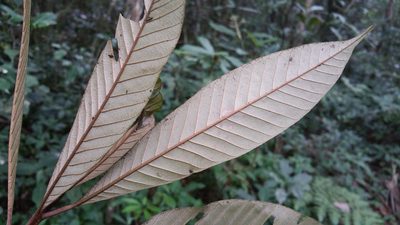 Gambeya boiviniana, photographed by Stuart Cable