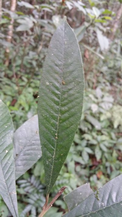 Gambeya boiviniana, photographed by Stuart Cable