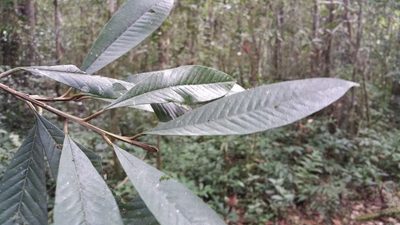 Gambeya boiviniana, photographed by Stuart Cable