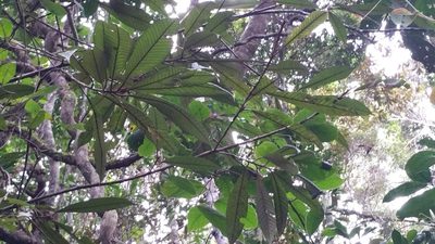 Gambeya boiviniana, photographed by Stuart Cable