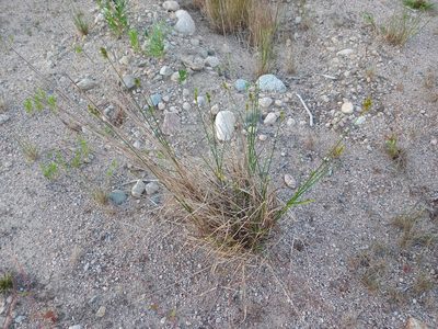 Carex adusta, photographed by Reuven Martin