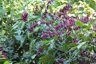 Chamissoa altissima, photographed by Ramon and Suzanne Vargas