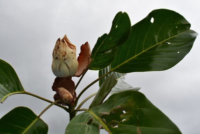 Magnolia perezfarrerae, photographed by Neptalí Ramírez Marcial