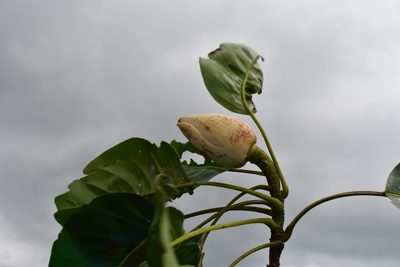 Magnolia perezfarrerae, photographed by Neptalí Ramírez Marcial