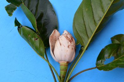 Magnolia perezfarrerae, photographed by Neptalí Ramírez Marcial