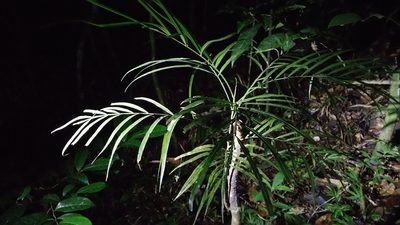 Filicium decipiens, photographed by Stuart Cable