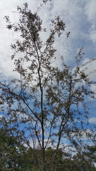 Acridocarpus excelsus, photographed by Stuart Cable