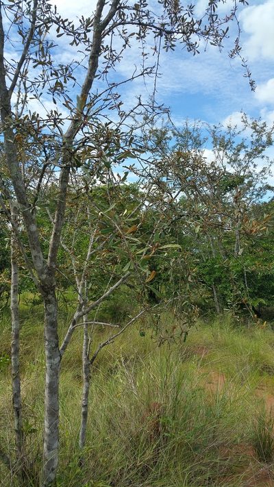 Acridocarpus excelsus, photographed by Stuart Cable