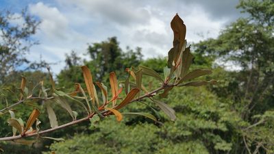 Acridocarpus excelsus, photographed by Stuart Cable