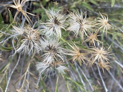 Brickellia oblongifolia, photographed by Bobby McCabe