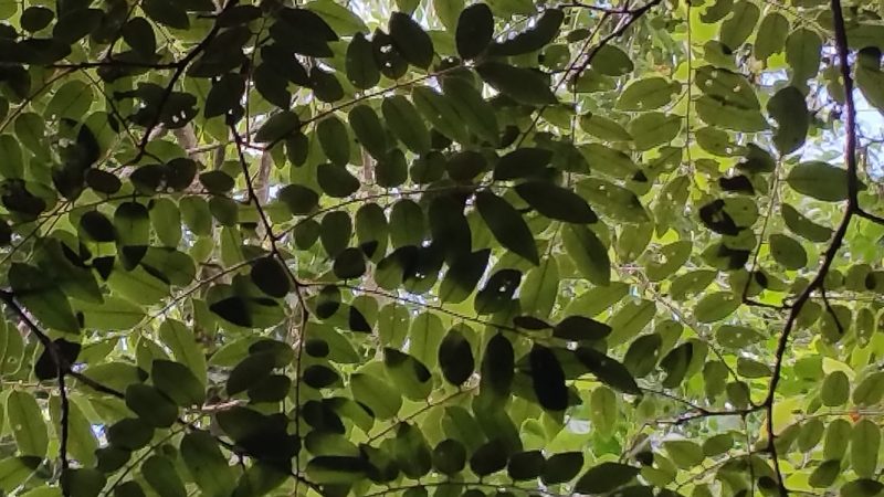Dalbergia bemarivensis, photographed by Stuart Cable