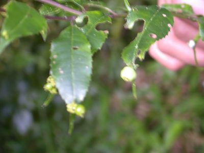 Phyllonoma laticuspis, photographed by Neptalí Ramírez Marcial