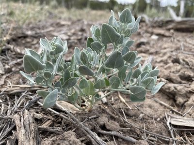 Chenopodium incanum, photographed by Bobby McCabe