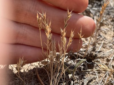 Festuca octoflora, photographed by Bobby McCabe