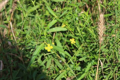 Ludwigia decurrens, photographed by Tres Fisher