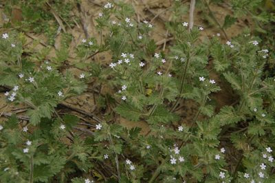 Verbena quadrangulata, photographed by Eric Knight