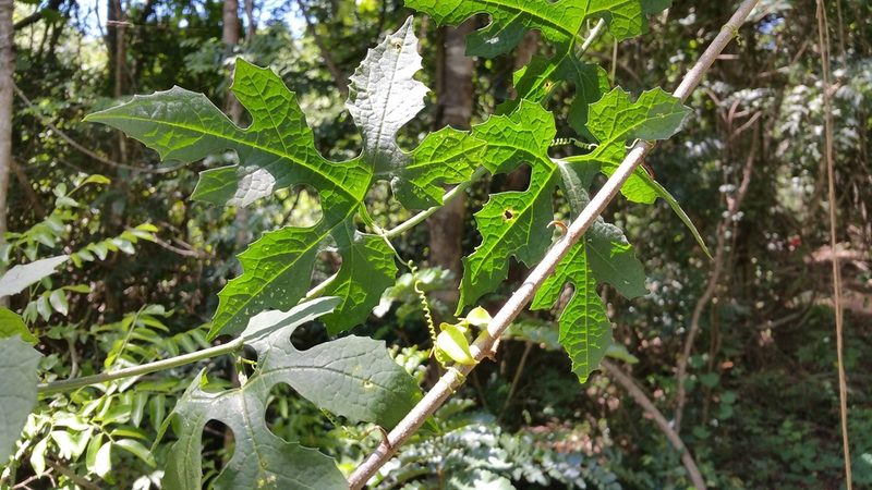 Peponium grandidieri, photographed by Stuart Cable
