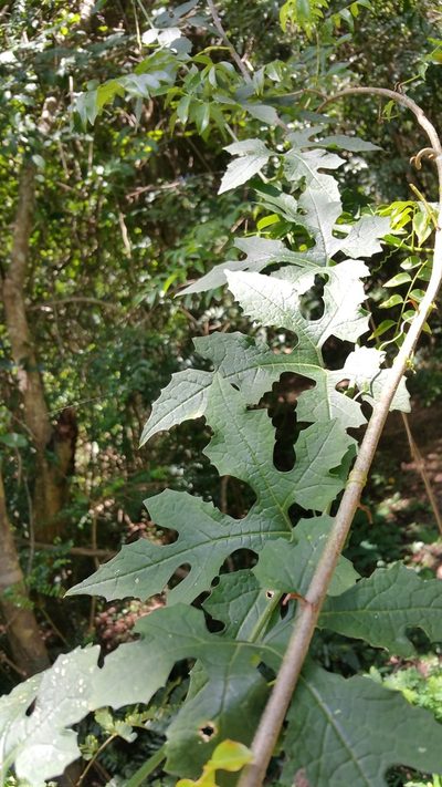 Peponium grandidieri, photographed by Stuart Cable