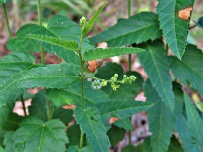 Tragia urticifolia, photographed by Annika Lindqvist