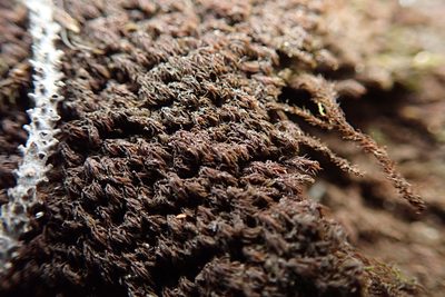 Andreaea nivalis, photographed by Randal