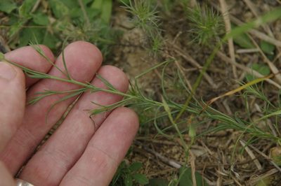 Linum elongatum, photographed by Eric Knight