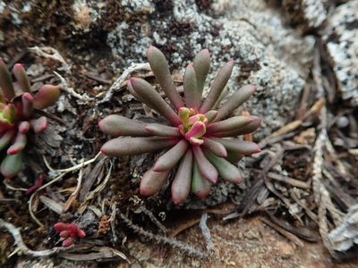 Lewisia columbiana, photographed by Randal