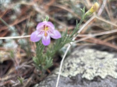 Penstemon linarioides, photographed by lejones417